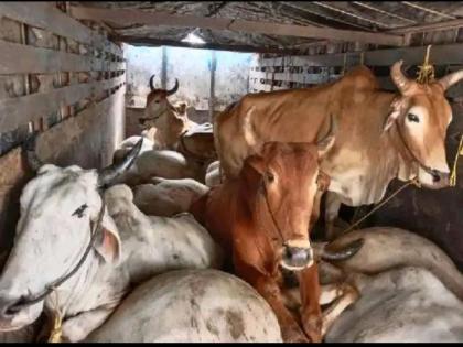 Ten animals were seized while being taken to slaughter in Solapur; Crime against youth | सोलापुरात कत्तलीसाठी नेत असताना दहा जनावरे पकडली; तरुणाविरुद्ध गुन्हा