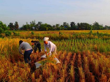 Salary 75 thousand per month! Indian youth went to Japan to do agriculture | महिन्याला ७५ हजार पगार! भारतातील युवक शेती करण्यासाठी जपानला गेले