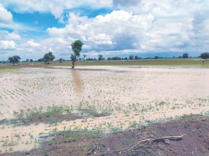 1.42 lakh hectares of agriculture lost due to heavy rains in Akola district; Speed up the survey process | अकोला जिल्ह्यात अतिवृष्टीमुळे १.४२ लाख हेक्टर शेतीचे नुकसान; सर्वेक्षणाच्या प्रक्रियेला वेग