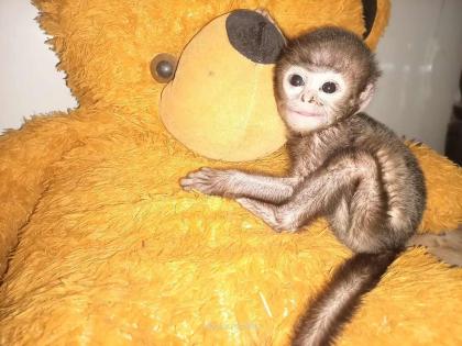 Baby monkey finds his mother in teddy bear; He's mother died in Accident on Samruddhi Mahamarg | ह्दयद्रावक! माकडाच्या पिल्लाने टेडी बिअरमध्ये शोधली आई; घटना ऐकून डोळे पाणावतील