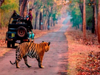 Tourist dies on wedding anniversary; Condolences to family who went on Tadoba Tiger Safari | लग्नाच्या वाढदिवशी पर्यटकाचा मृत्यू; ताडोबा व्याघ्र सफारीला गेलेल्या कुटुंबावर शोककळा