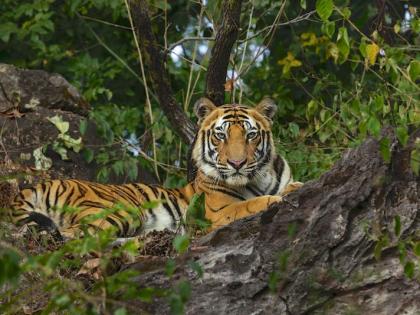 20,000 tourists visit Tadoba; A tiger was spotted in the buffer zone | २० हजार पर्यटकांनी केली ताडोबाची सैर; बफर झोनमध्ये झाले वाघाचे दर्शन