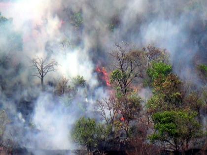 Damage caused by fire in Chandoli Sanctuary | चांदोली अभयारण्यात आगीमुळे नुकसान; आग विझवण्याचे शर्थीचे प्रयत्न