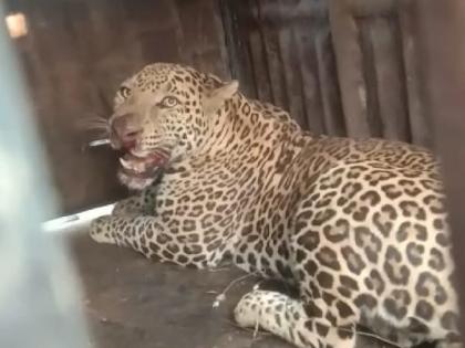 Six-year-old leopard jailed in Thangaon; Farmers were freed from terror | ठाणगाव येथे सहा वर्षाचा बिबट्या जेरबंद; दहशतीतून झाली शेतकऱ्यांची सुटका