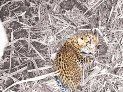 The leopard calf finally died while waiting for its mother; The villagers along with the forest department were sad | आईची वाट पाहत अखेर बछड्याने सोडला प्राण; वनविभागासह गावकरी हळहळले