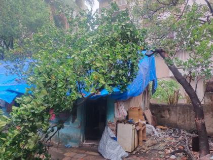 Heavy rain in Thane district Life disrupted Ten trees fell with a minor fire incident | ठाणे जिल्ह्यात दमदार पाऊस; जनजीवन विस्कळीत! आगीच्या किरकोळ घटनेसह दहा झाडे पडली 