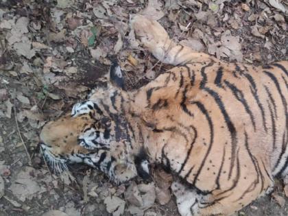 A tiger dies in a fight between two tigers; | दोन वाघांच्या झुंजीत एका वाघाचा मृत्यू; तुमसर तालुक्यातील वनपरिक्षेत्र लेंडेझरी येथील घटना