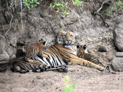 A family of tigers flourished in Tadoba; Veera tigress gave birth to two cubs | ताडोबात फुलू लागले वाघांचे कुटुंब; विरा वाघिणीने दिला दोन बछड्यांना जन्म