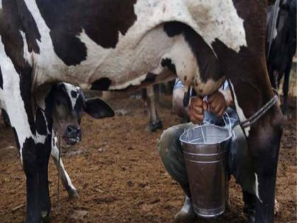 Drink milk undisturbed, Lumpy disease poses no danger to man; Health expert opinion | दूध प्या बिनधास्त, लम्पी रोगाचा मनुष्याला कसलाही धोका नाही; आरोग्यतज्ज्ञांचे मत