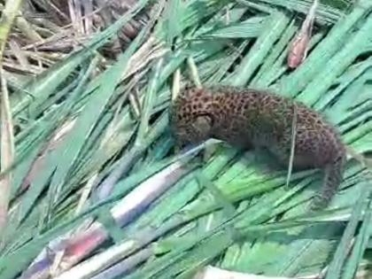 Sighting of leopard during sugarcane harvesting in Koregaon Bhiwar, panic among farmers | Pune: कोरेगाव भिवर येथे ऊसतोड चालू असताना बिबट्याचे दर्शन, शेतकरी वर्गात घबराटीचे वातावरण