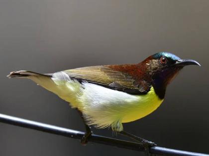 Pitukle birds on the verge of extinction | पिटुकले पक्षी लुप्त हाेण्याचा मार्गावर; स्टेट ऑफ इंडियाज बर्डस् चा अहवाल