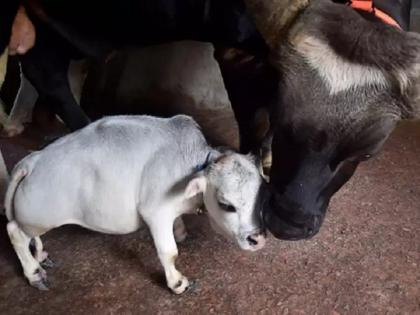 watch video smallest cow in the world rani 20 inch dwarf bovine born in bangladesh guinness world records | 20 इंच उंची अन् 26 किलो वजन; जगातील सर्वांत ठेंगण्या गायीला पाहण्यासाठी लॉकडाऊनमध्येही प्रचंड गर्दी