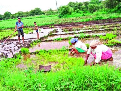 Traditional farming is being cultured in 'Smart City' too | ‘स्मार्ट सिटी’तही जोपासली जातेय पारंपरिक शेती