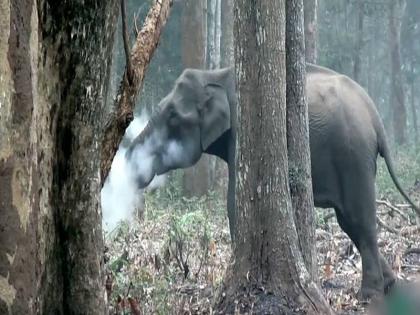 elephant smoking in the forest, video viral on social media | VIDEO- तुम्ही कधी हत्तीला स्मोकिंग करताना पाहिलंय? हा व्हिडीओ नक्की बघा