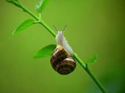 snail damages crop; 93 crores to Latur district as compensation | शंखी गोगलगायीने नुकसान; भरपाईपोटी लातूर जिल्ह्याला मिळाले ९३ कोटी