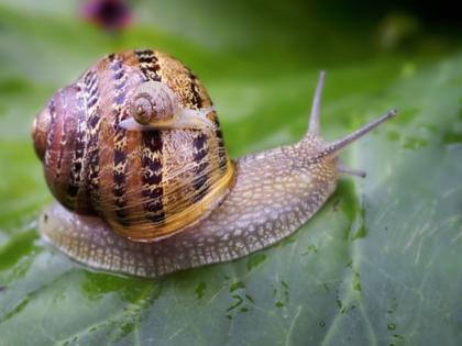 Snail mucus now effective in beating cancer Research by Pune scientist Bio-nanocomposite system developed | कर्करोगावर मात करण्यात आता गोगलगायीची श्लेष्मा ठरतेय गुणकारी