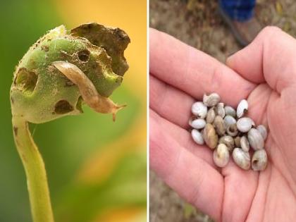 Snail control is essential prior to egg laying; Only then will the soybean crop be protected | अंडी टाकण्या अगोदरच गोगलगायीचे नियंत्रण आवश्यक; तरच सोयाबीन पिकाचे होईल संरक्षण