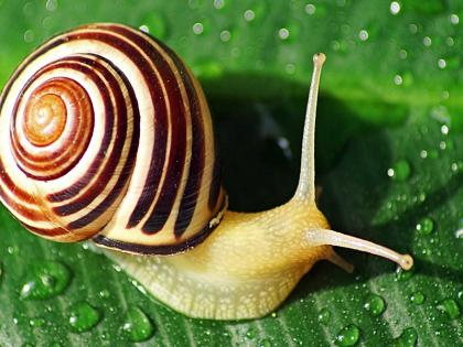 Snail mucus detects mercury in water Common citizens can also check polluted water | Water pollution : गोगलगायीच्या म्युकसने शोधला पाण्यातील पारा