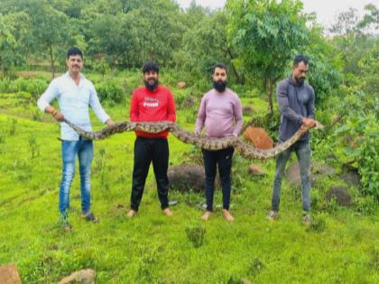 15 feet python in Pargewadi near Khadakwasla A great calamity was averted due to the incident of Sarpamitra | खडकवासला जवळील पारगेवाडीत १५ फुटांचा अजगर; सर्पमित्रांच्या प्रसंगावधानाने मोठा अनर्थ टळला