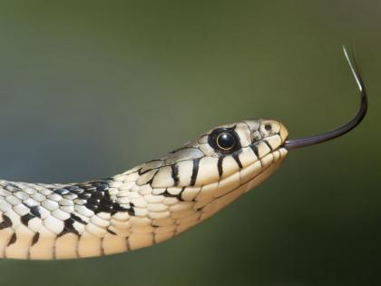 snake bite case man dies of snakebite in balrampur district of up | नियतीचा क्रूर खेळ! सर्पदशांने मृत्यू झालेल्या भावाच्या अंत्यसंस्कारासाठी आलेल्या तरुणाचा सर्पदंशानेच मृत्यू