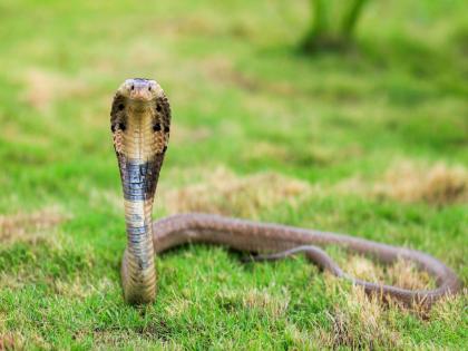 Two-year-old toddler dies of snakebite Incidents in Shirur Taluka | सर्पदंशाने दोन वर्षीय चिमुकलीचा मृत्यू; शिरूर तालुक्यातील घटना