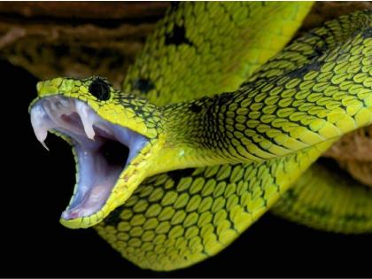 Is it good or bad to have frequent snakebites in a dream? Read more! | स्वप्नात वारंवार सर्पदर्शन होणे चांगले की वाईट? सविस्तर वाचा!