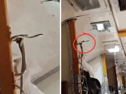 snake was spotted in the Jabalpur-Mumbai Gareeb Rath Express coach video viral | बापरे बाप, धावत्या रेल्वेत निघाला भलामोठा साप; प्रवाशांची धावपळ उडाली, पहा Video...