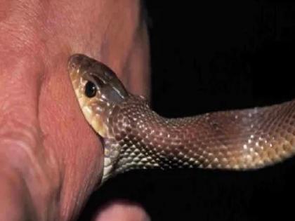 Increase in snakebite incidents during monsoons; What is the first aid for a snake bite? | पावसाळ्यात सर्पदंशाच्या घटनांमध्ये वाढ; साप चावला तर प्रथमोपचार काय कराल?