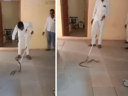 The 'entry' of a cobra snake in a meeting of health workers in Dhamangaon Primary health clinic | Video: ऐन बैठकीत कोब्रा सापाच्या 'एन्ट्री'ने आरोग्य कर्मचाऱ्यांची उडाली धांदल