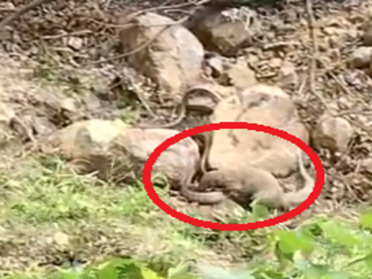 Big Fight: One and a half hour fight between snake and mongoose; Who would have won? | Big Fight Video: साप अन् मुंगूसाची दीड तास झुंज; कोण जिंकलं असेल?