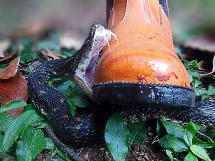 Be careful, the risk of snakebite is higher during the monsoon! How to take care of yourself? | सावधान, पावसाळ्यात सर्पदंशाचा धोका अधिक! कशी घ्याल स्वतःची काळजी?