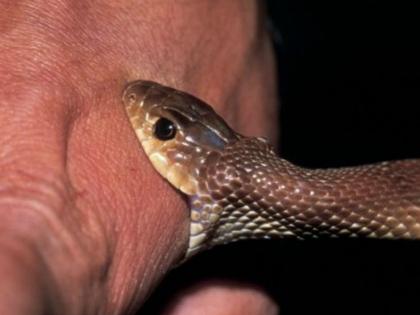 After a four-year-old girl was bitten by a snake, her aunt also died; there was a stir in the area | सर्पदंश झालेल्या चार वर्षांच्या मुली पाठोपाठ मावशीचेही निधन; परिसरात खळबळ