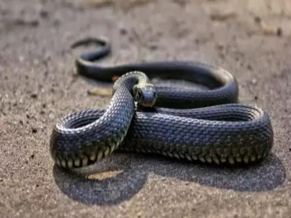 97 cases of snakebite in Bhor in 6 months all patients treated no death | ६ महिन्यात भोरमध्ये सर्पदंशाच्या ९७ घटना, सर्व रुग्णांवर उपचार, एकही मृत्यू नाही