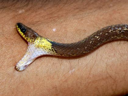 Snake bites: Difficulties in getting medical care | सर्पदंश: वैद्यकीय सेवा मिळविताना अडचणी