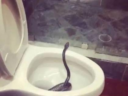 A snake was found in a house in Arihant Colony in Gandhinagar, Madhya Pradesh | बापरे! टॉयलेटला गेलेला युवक, अचानक साप वर आला; त्यानंतर 'असं' काय घडलं...