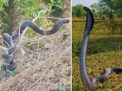 Attacks by birds, ants on injured cobra stuck in thorns; In the end, lives were saved | थरारक! काट्यात अडकलेल्या जखमी कोब्रावर पक्षी, मुंग्यांचा हल्ला; अखेर असे वाचले प्राण