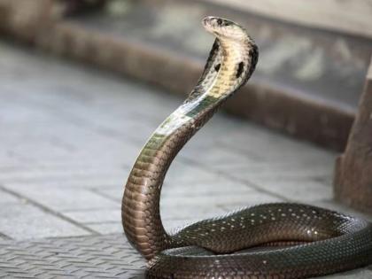 Shocking incident! One-year-old boy bitten by a snake, the cobra died | धक्कादायक घटना! एक वर्षाच्या मुलाने नागाचा चावा घेतला, कोब्राचा मृत्यू झाला; पण मुलगाही...