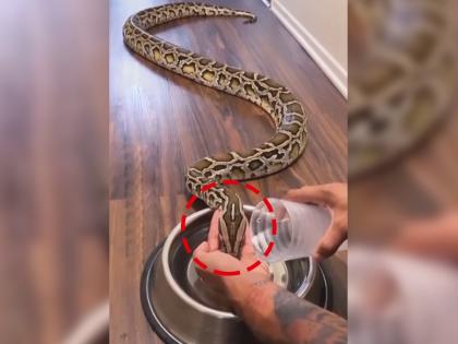 snake drinking water from man's hand bizarre video goes viral | आररं खतरनाक! सापाला ओंजळीने पाणी भरवतोय, याच धाडस पाहुन नेटकरी झाले हैराण