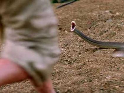 Wildlife Guard's Campaign to Avoid Snake-Human Conflict! | साप-मानव संघर्ष टाळण्यासाठी वन्य जीव रक्षकांची मोहिम!