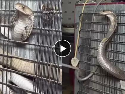 Video of king cobra snake hiding behind the fridge goes viral | Video : फ्रिज उघडला अन् समोर जे दिसलं ते पाहून बसला धक्का, फणा काढून बसला होता साप!