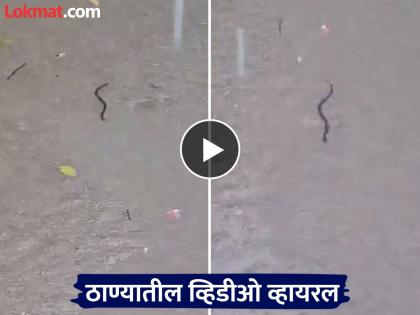 Thane: Rain havoc, snakes in the water on the road; Watch this video from Thane city | Thane: पावसाचा कहर, त्यात रस्त्यावरील पाण्यात साप; ठाणे शहरातील हा व्हिडीओ बघा