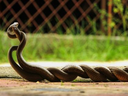 Beware! Venomous snakes have increased in human habitation for mating | सावधान! मिलनासाठी विषारी सापांचा मानवी वस्तीत वाढला वावर