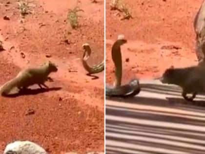 Snake and mongoose seen thirsty for each others watch horrible video | VIDEO : अचानक एकमेकांसमोर आले साप आणि मुंगूस, व्हिडीओ पाहून अंगावर येईल शहारा..