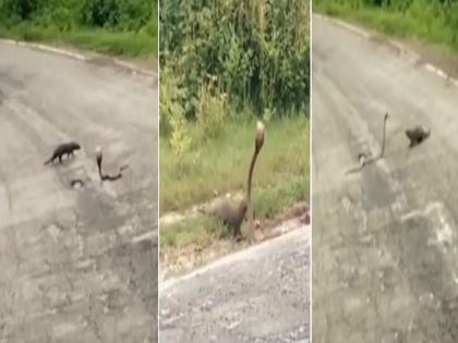 Viral Video : King Cobra and mongoose fight video goes viral on social media | किंग कोब्रा आणि मुंगसाच्या फाइटचा खतरनाक व्हिडीओ, बघा कुणी मारली बाजी आणि कोणी गमावला जीव...