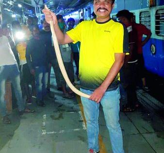 A venomous snake landed on the platform of Ajni railway station | अजनी रेल्वेस्थानकाच्या प्लॅटफार्मवर निघाला विषारी साप