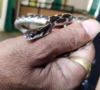 Rare snake found in Nagpur | नागपुरात आढळला दुर्मिळ साप