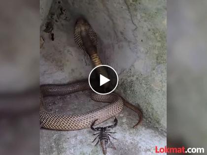 Viral Video : Snake and scorpion fight video goes viral | VIDEO : विंचवाशी पंगा घेत होता ७ फूट लांब कोब्रा, पण झालं असं काही....