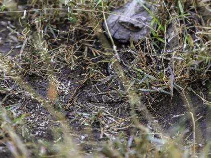 find hidden snake in this photo | तुमची नजर तीक्ष्ण असेल तर १५ सेकंदात शोधाल या फोटोतील साप, स्वीकारा हे चॅलेंज