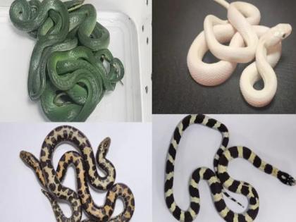 16 snakes were hidden in a box of chocolates Police detained a passenger at Mumbai airport! | चॉकलेटच्या डब्यात लपवून आणले तब्बल १६ साप अन्...; मुंबई विमानतळावर प्रवाशाला पोलिसांनी घेतले ताब्यात! 16 snakes were hidden in a box of chocolates Police detained a passenger at Mumbai airport! | चॉकलेटच्या डब्यात लपवून आणले तब्बल १६ साप अन्...; मुंबई विमानतळावर प्रवाशाला पोलिसांनी घेतले ताब्यात!