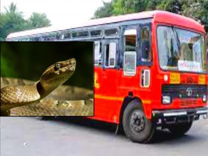 Passengers panic after seeing a snake in an ST bus | Ratnagiri: एसटी बसमध्ये साप दिसताच प्रवाशांची उडाली घाबरगुंडी